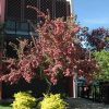 Toba Hawthorn #10 - Image 2